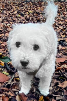 WhatsApp Image 2024-11-28 at 17.26.11